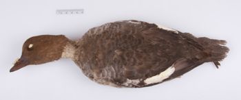 Media type: image;   Ornithology 204093